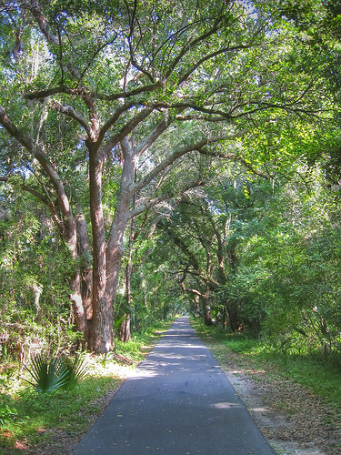 Alley_of_Oaks
