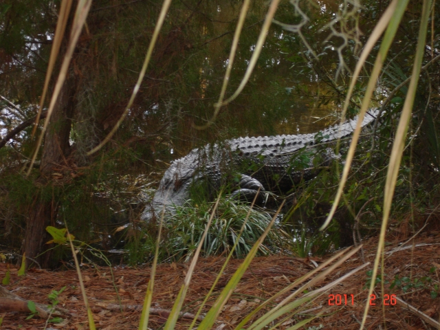 Alligator