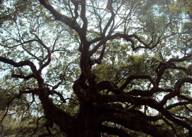 Twisted_Oak@Kiawah